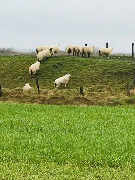 Billede 6 af Spikergade 6