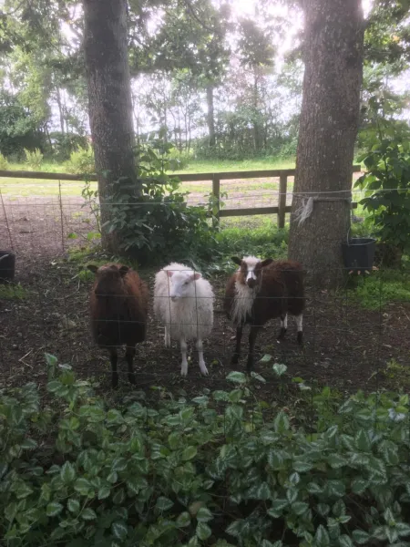 Billede 10 af Ingridsboplads