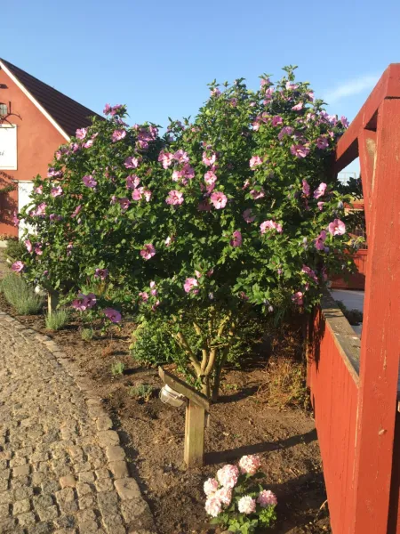 Billede 31 af Hos Mette