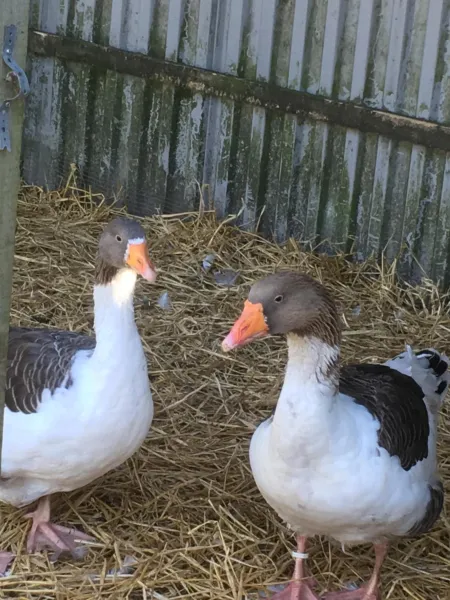 Billede 21 af B & B Langagergaard