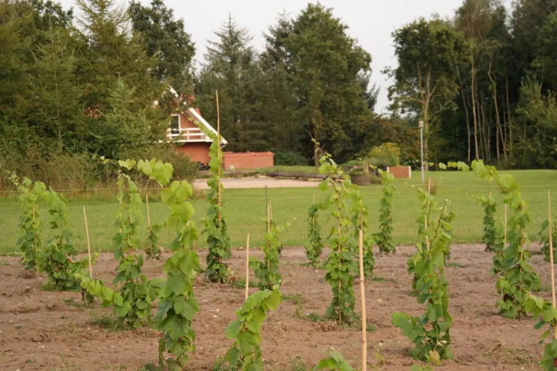 Billede 79 af Egebjerggaard Bed & Breakfast