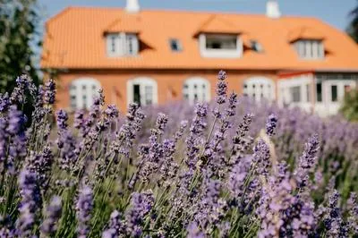 Billede 86 af Jungshoved Præstegård B&B