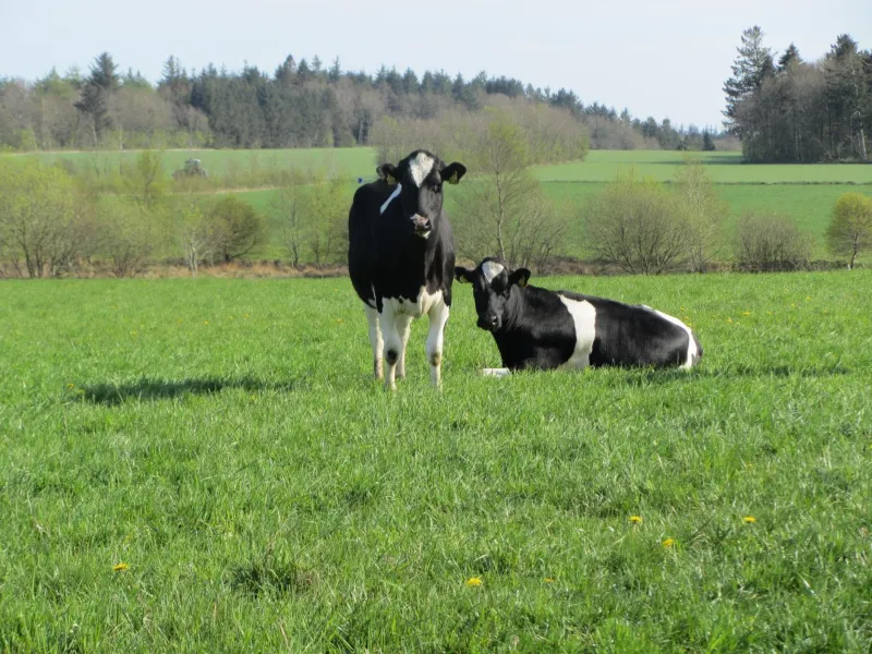 Billede 5 af Vestervang Bed & Breakfast