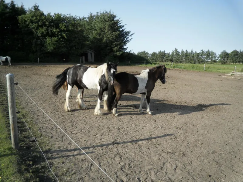 Lille Degnbøl photo 27