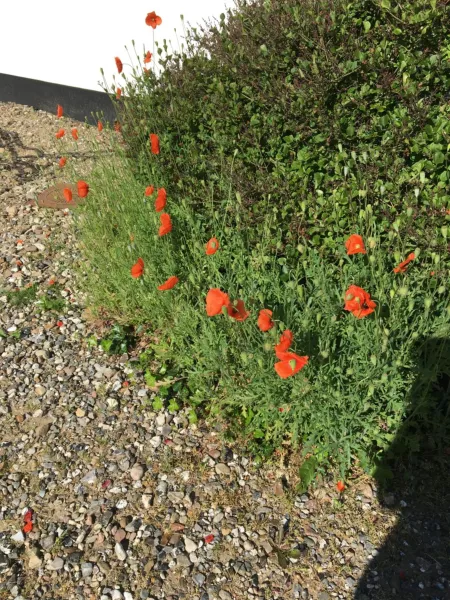 Billede 63 af Klitgaarden