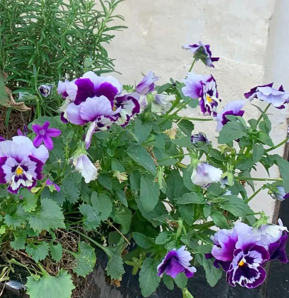 Billede 41 af Bed & Breakfast “Den Gamle Lade I Hejls”