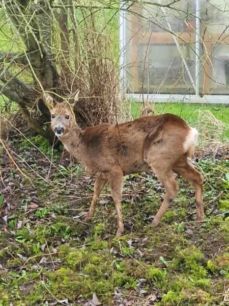 Billede 33 af Molshøjgård
