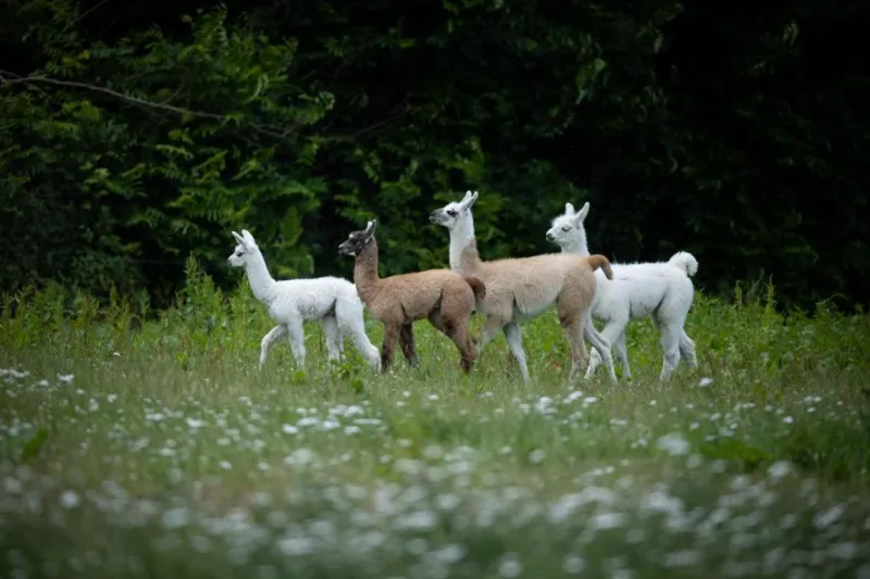 Billede 6 af Knuthenborg Safaripark