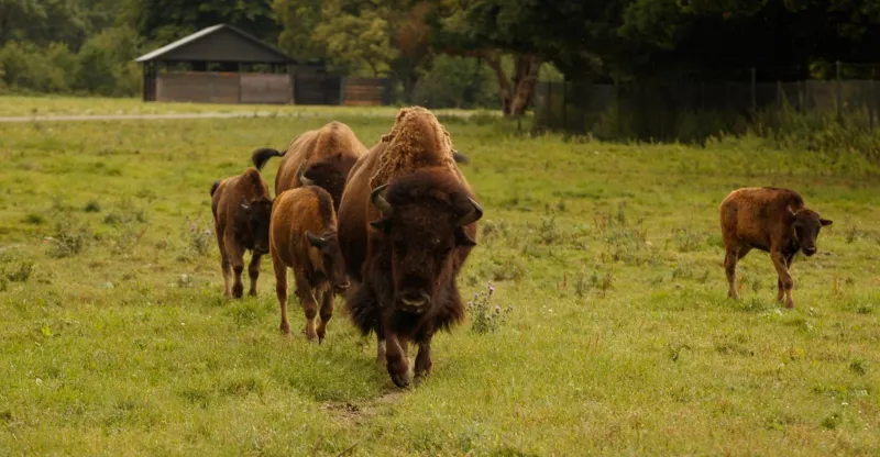 Billede 48 af Knuthenborg Safaripark