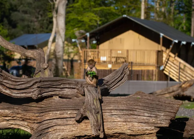 Billede 82 af Knuthenborg Safaripark