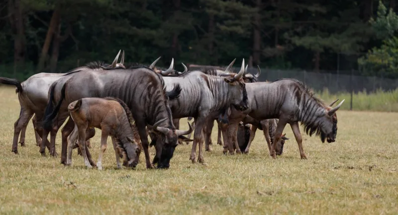 Billede 83 af Knuthenborg Safaripark