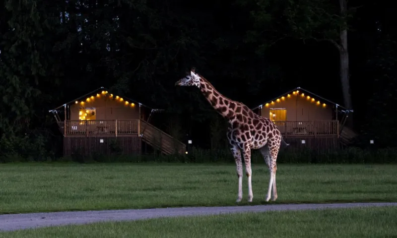 Billede 86 af Knuthenborg Safaripark