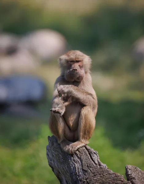 Billede 98 af Knuthenborg Safaripark