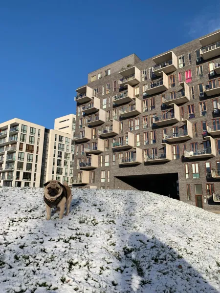 Billede 12 af Cute Pug Guest Room