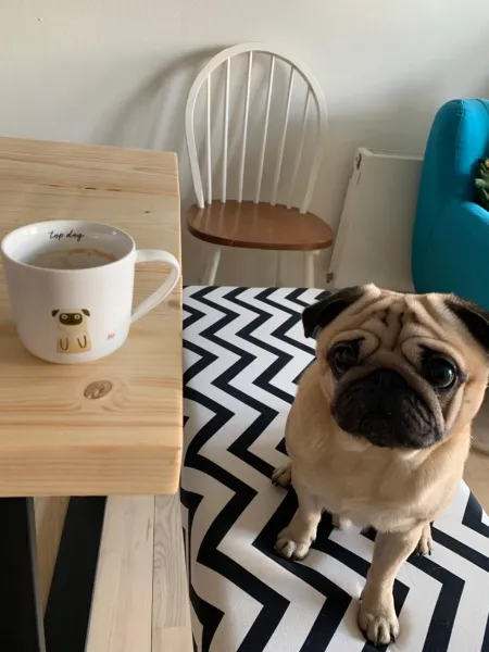 Billede 22 af Cute Pug Guest Room