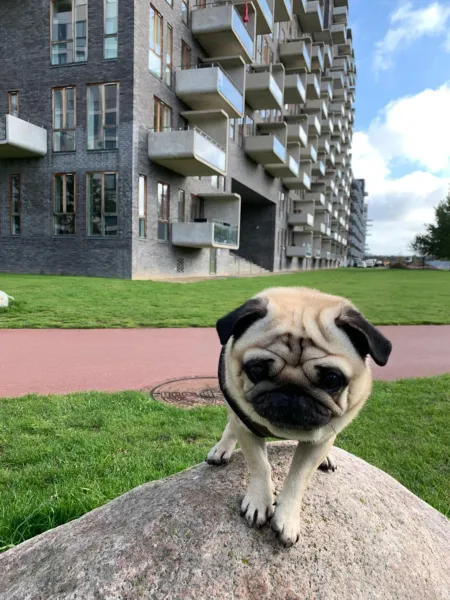 Billede 23 af Cute Pug Guest Room